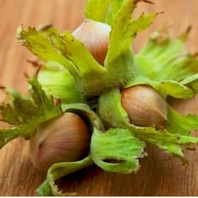 Фундук ГИГАНТ ТАМБОВСКИЙ в Ярославле