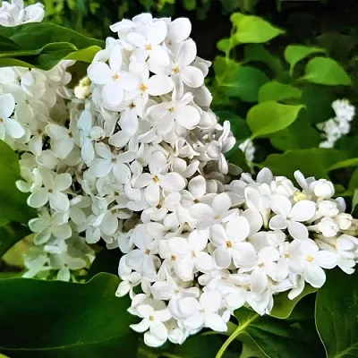 Сирень МАЛЕНЬКИЙ ПРИНЦ  Сирень МАЛЕНЬКИЙ ПРИНЦ в Ярославле