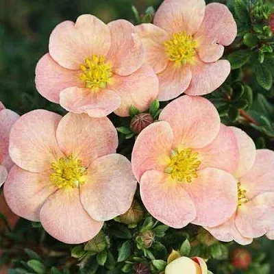 Лапчатка ДЕЙДАУН кустарниковая   Лапчатка ДЕЙДАУН кустарниковая  в Ярославле