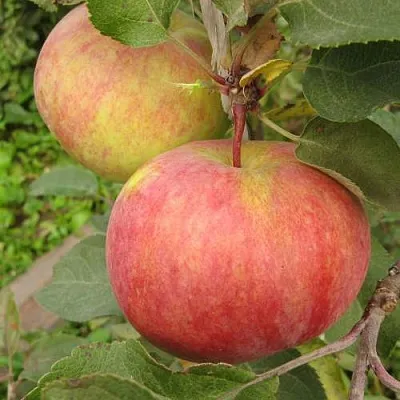 Яблоня ПЕРВОУРАЛЬСКОЕ  Яблоня ПЕРВОУРАЛЬСКОЕ в Ярославле