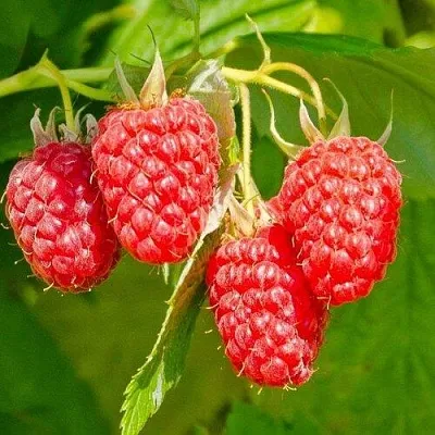 Малина ИЗОБИЛЬНАЯ  Малина ИЗОБИЛЬНАЯ в Ярославле