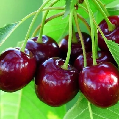 Вишня ВЯНОК  Вишня ВЯНОК в Ярославле