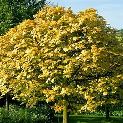 Клен ложноплатановый в Ярославле