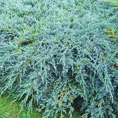 Можжевельник БЛЮ КАРПЕТ чешуйчатый  Можжевельник БЛЮ КАРПЕТ чешуйчатый в Ярославле