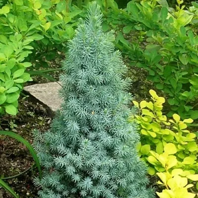 Ель КОНИКА сизая  Ель КОНИКА сизая в Ярославле