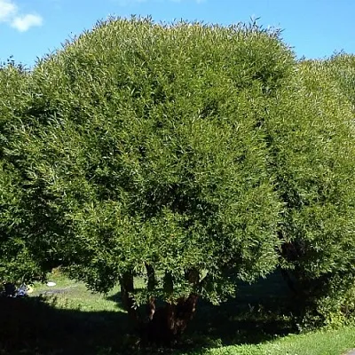 Ива ломкая  в Ярославле