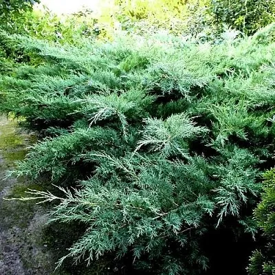 Можжевельник ПФИТЦЕРИАНА ГЛАУКА средний  Можжевельник ПФИТЦЕРИАНА ГЛАУКА средний в Ярославле