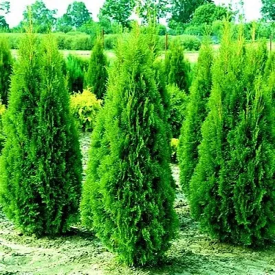 Туя ВИДМАНТ западная в Ярославле