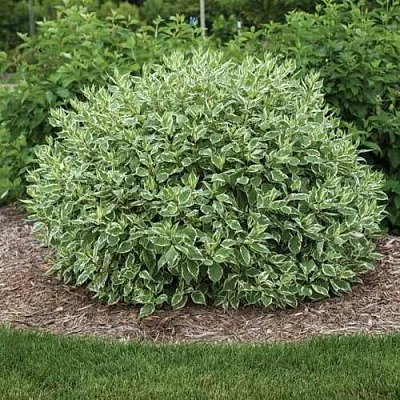 Дерен ЭЛЕГАНТИССИМА белый  Дерен ЭЛЕГАНТИССИМА белый в Ярославле