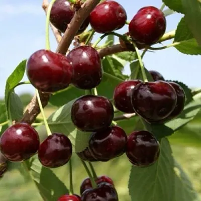 Вишня ГРИОТ БЕЛОРУССКИЙ  Вишня ГРИОТ БЕЛОРУССКИЙ в Ярославле