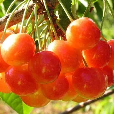 Черешня СОПЕРНИЦА  Черешня СОПЕРНИЦА в Ярославле