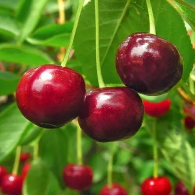 Вишня УЙФЕХЕРТОЙ ФЮРТОШ  Вишня УЙФЕХЕРТОЙ ФЮРТОШ в Ярославле