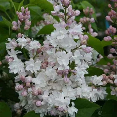 Сирень КРАСАВИЦА МОСКВЫ  Сирень КРАСАВИЦА МОСКВЫ в Ярославле