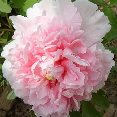 Пион БУКЕТ РОЗОВЫХ ГВОЗДИК древовидный  Пион БУКЕТ РОЗОВЫХ ГВОЗДИК древовидный в Ярославле