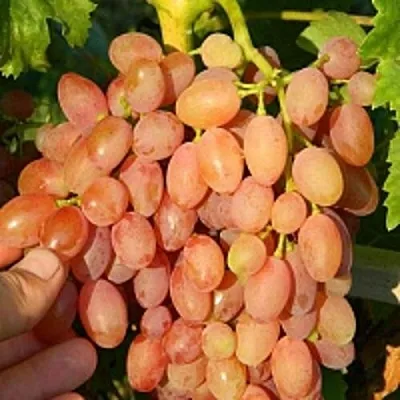 Виноград КИШМИШ ЛУЧИСТЫЙ  Виноград КИШМИШ ЛУЧИСТЫЙ в Ярославле