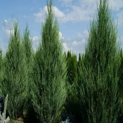 Можжевельник СКАЙРОКЕТ скальный  Можжевельник СКАЙРОКЕТ скальный в Ярославле