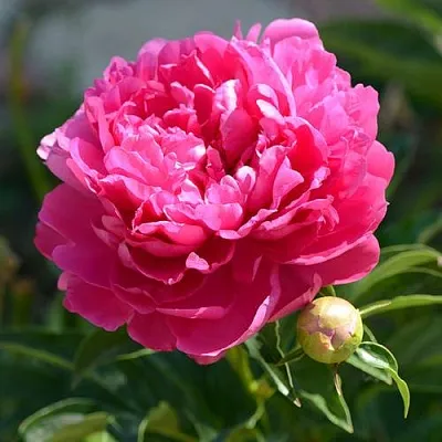 Пион БУШЕЛА травянистый  Пион БУШЕЛА травянистый в Ярославле