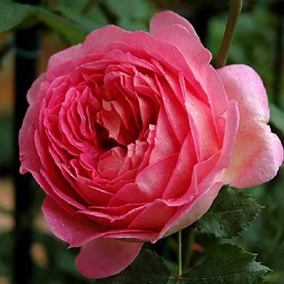 Саженцы роз ДЖУБИЛИ СЕЛЕБРЕЙШН английская в Ярославле