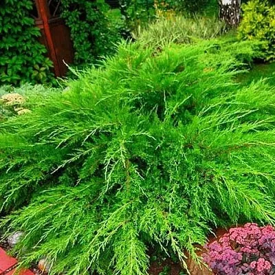 Можжевельник МИНТ ДЖУЛЕП средний  Можжевельник средний Mint Julep (МИНТ ДЖУЛЕП) в Ярославле