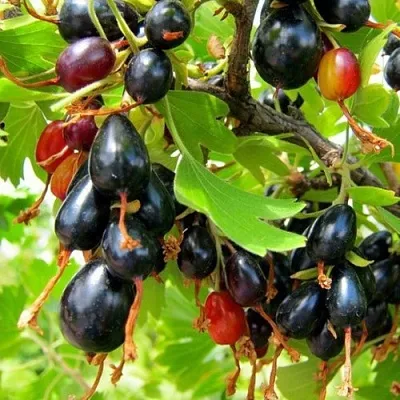 Смородина золотистая БОКАЛИНСКАЯ  Смородина золотистая БОКАЛИНСКАЯ в Ярославле