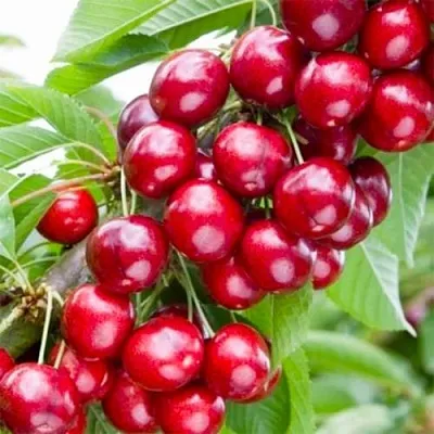 Вишня МАЛЮТКА колонновидная  Вишня МАЛЮТКА колонновидная в Ярославле