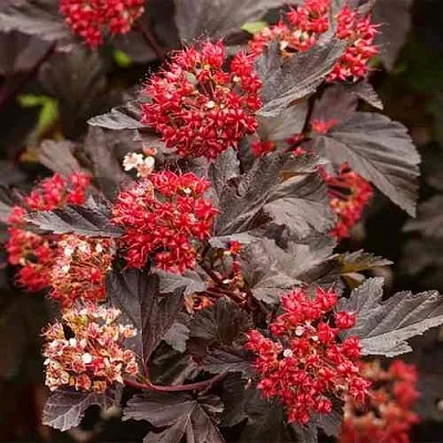 Пузыреплодник РЕД БАРОН  Пузыреплодник РЕД БАРОН в Ярославле