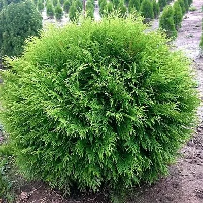 Туя ЛИТЛ ЧЕМПИОН западная  Туя ЛИТЛ ЧЕМПИОН западная в Ярославле