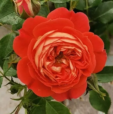 Саженцы роз СТАРЛЕТ РОУЗ КАРМЕН плетистая  Саженцы роз СТАРЛЕТ РОУЗ КАРМЕН плетистая в Ярославле