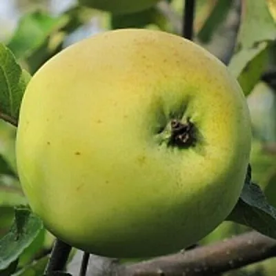 Яблоня РОССИЯНКА  Яблоня РОССИЯНКА в Ярославле