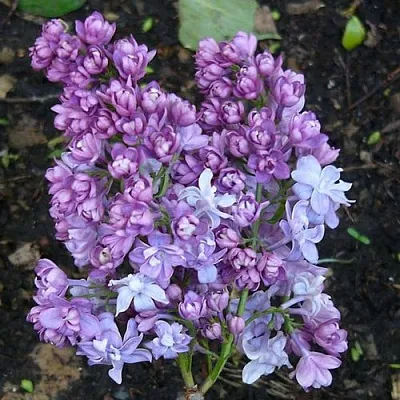 Сирень НАДЕЖДА  Сирень НАДЕЖДА в Ярославле