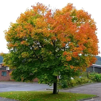 Клен остролистный в Ярославле