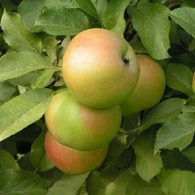 Яблоня ВЕРБНОЕ  Яблоня ВЕРБНОЕ в Ярославле