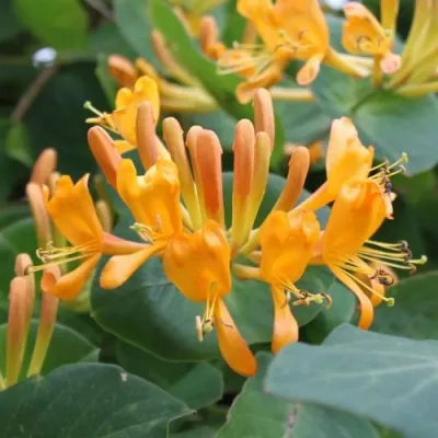 Жимолость ТЕЛЬМАНА в Ярославле