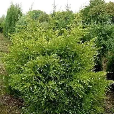 Можжевельник КУРИВАО ГОЛД китайский  Можжевельник КУРИВАО ГОЛД китайский в Ярославле