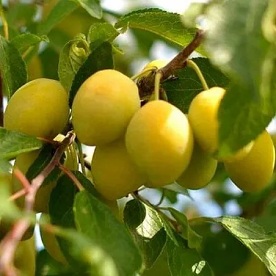 Слива ОЧАКОВСКАЯ ЖЕЛТАЯ  Слива ОЧАКОВСКАЯ ЖЕЛТАЯ в Ярославле