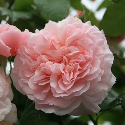 Саженцы роз РОЗ ДЕ ТОЛБИАК плетистая в Ярославле