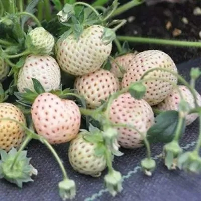 Клубника АНАНАСА ремонтантная в Ярославле