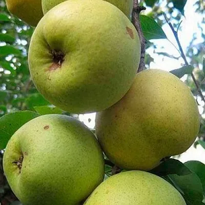 Груша РОГНЕДА  Груша РОГНЕДА в Ярославле