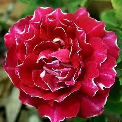 Саженцы роз БАРОН ЖИРО ДЕ ЛЕН ремонтантная в Ярославле