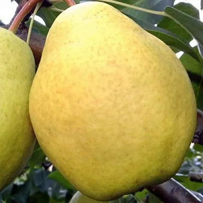 Груша ОСЕННИЙ ВЕЛИКАН  Груша ОСЕННИЙ ВЕЛИКАН в Ярославле