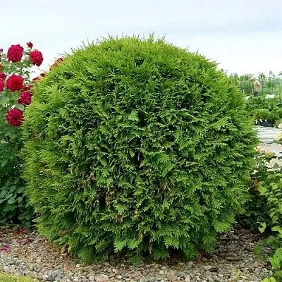 Туя ВУДВАРДИ западная в Ярославле