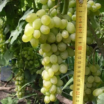 Виноград АНАНАСНЫЙ РАННИЙ  Виноград АНАНАСНЫЙ РАННИЙ в Ярославле