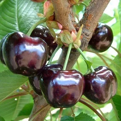 Черешня МУСКАТНАЯ  Черешня МУСКАТНАЯ в Ярославле