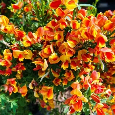 Ракитник АНДРЕАНУС  Ракитник АНДРЕАНУС в Ярославле