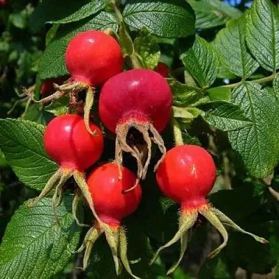 Шиповник ВИТАМИННЫЙ ВНИВИ в Ярославле