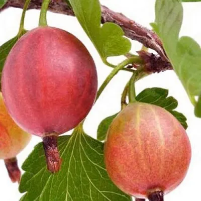 Крыжовник ЯРКИЙ в Ярославле