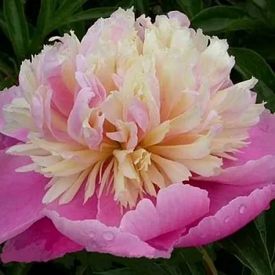 Пион ВЕСЕННЯЯ ПАЛИТРА травянистый  Пион ВЕСЕННЯЯ ПАЛИТРА травянистый в Ярославле