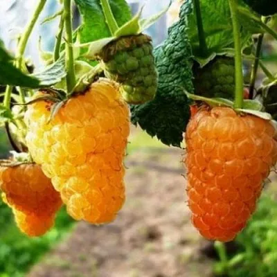 Малина ОРАНЖЕВОЕ ЧУДО  Малина ОРАНЖЕВОЕ ЧУДО в Ярославле