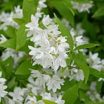 Дейция шершавая  Дейция шершавая в Ярославле