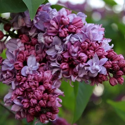 Сирень П.П.КОНЧАЛОВСКИЙ  Сирень П.П.КОНЧАЛОВСКИЙ в Ярославле